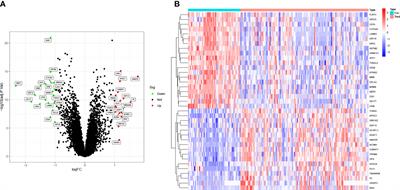 Identification and validation of immune-related hub genes based on machine learning in prostate cancer and AOX1 is an oxidative stress-related biomarker